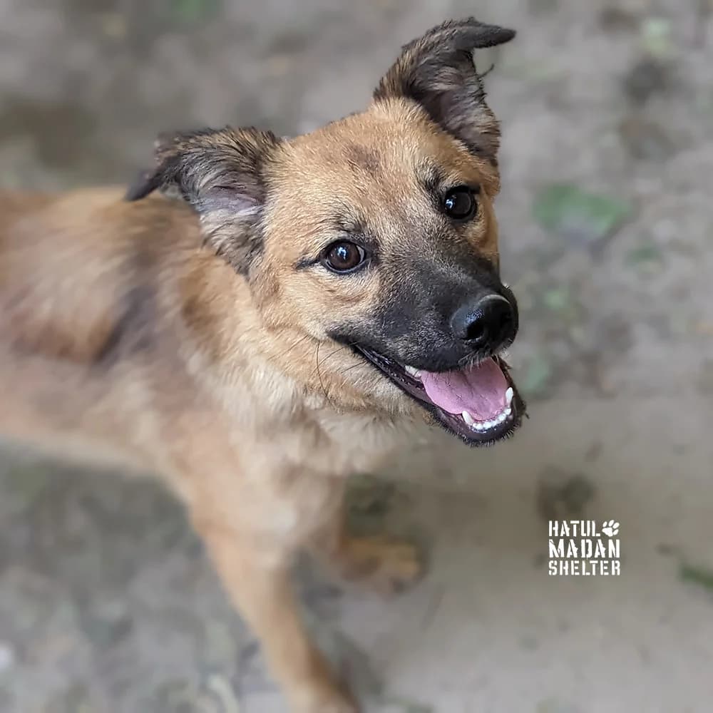 Sobaka Tramontana, 1 rik (Собака Трамонтана, 1 рік), Mixed Breed for adoption at Hatul Madan Animal Shelter