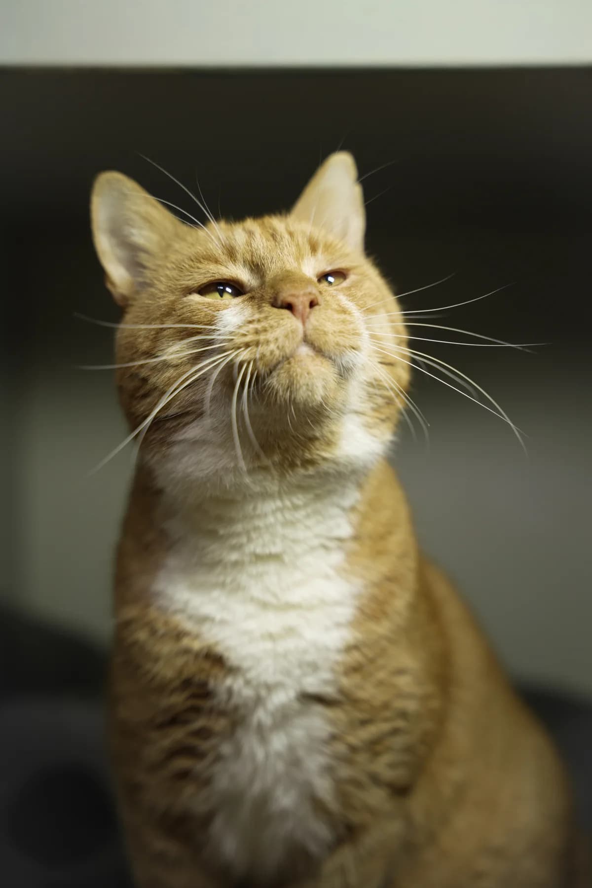Ares (Арес), male 3yo Mixed Breed for adoption at Hatul Madan Animal Shelter