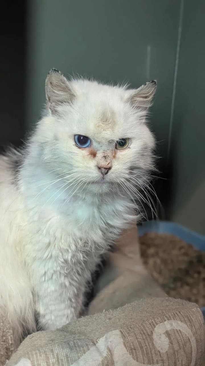 Morfey (Морфей), male 5yo Mixed Breed for adoption at Hatul Madan Animal Shelter