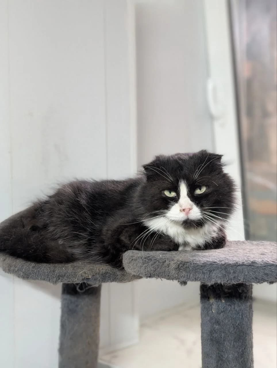Vivat (Віват), female young Mixed Breed for adoption at Hatul Madan Animal Shelter