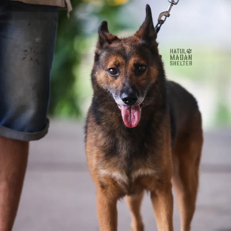 Sobaka Lyutsius, 7 rokiv (Собака Люціус, 7 років), Mixed Breed for adoption at Hatul Madan Animal Shelter