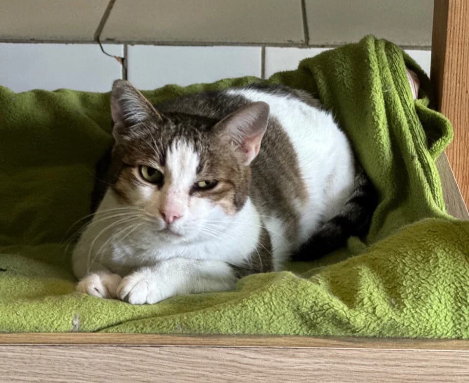Linda (Лінда), 4yo Mixed Breed for adoption at Hostomel Animal Shelter