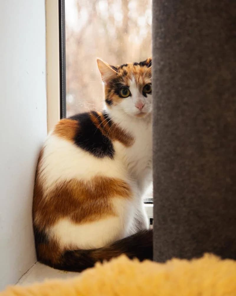 Lyalya (Ляля), young Mixed Breed for adoption at Hostomel Animal Shelter