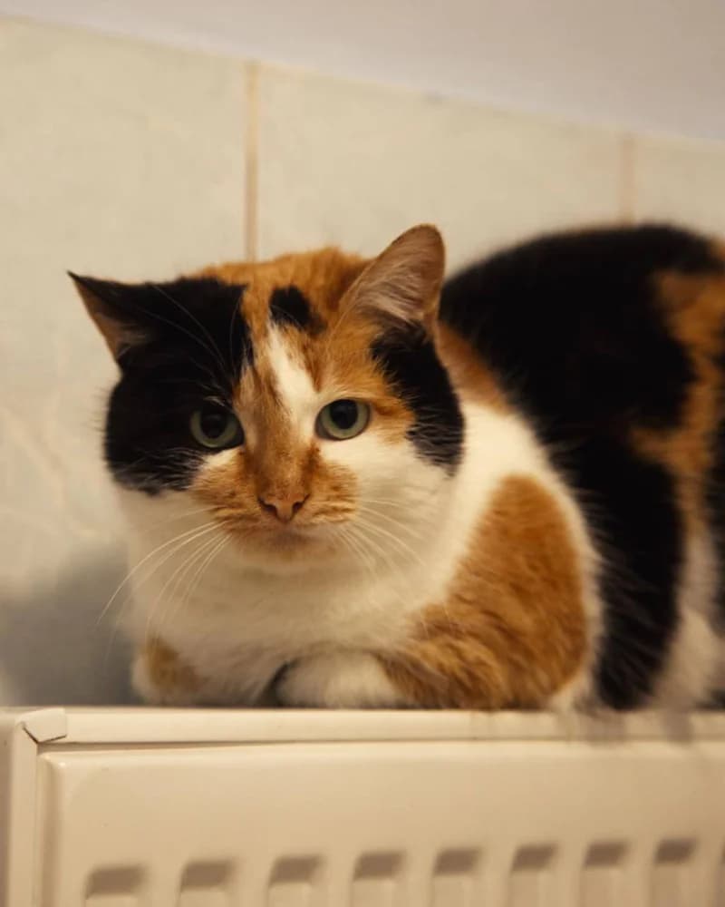Plyushka (Плюшка), young Mixed Breed for adoption at Hostomel Animal Shelter