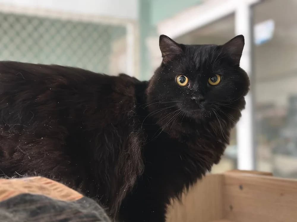 Puma (Пума), young Mixed Breed for adoption at Hostomel Animal Shelter