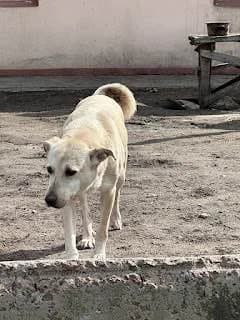 Chips (Чіпс), 3yo Mixed Breed for adoption at Hostomel Animal Shelter