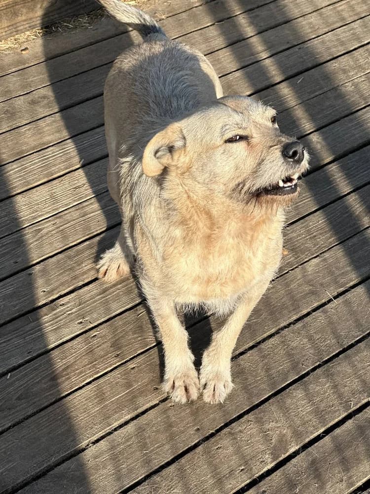 Guri (Гурі), 4yo Mixed Breed for adoption at Hostomel Animal Shelter