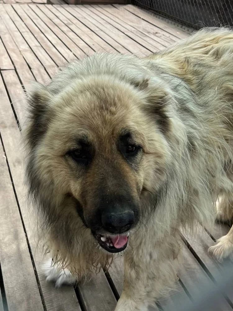 Misha (Міша), 3yo Mixed Breed for adoption at Hostomel Animal Shelter