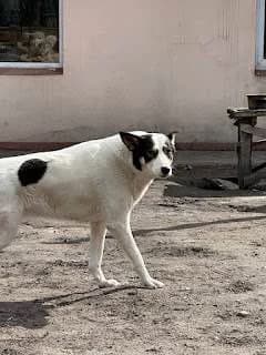 Rufi (Руфі), 4yo Mixed Breed for adoption at Hostomel Animal Shelter