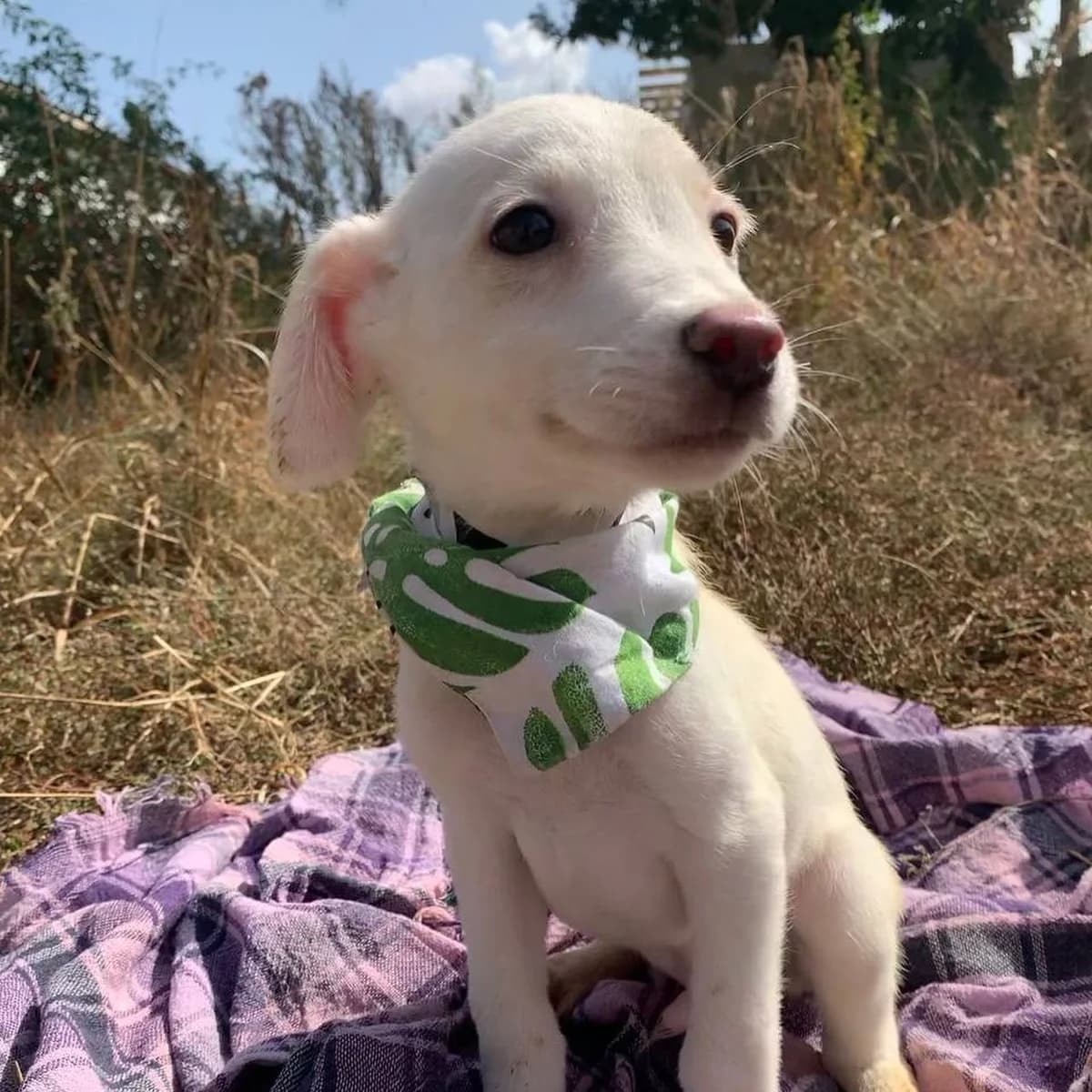NashiPesiki (НашіПесики), 3yo Mixed Breed for adoption at Kovcheg Shelter Odesa, Odesa