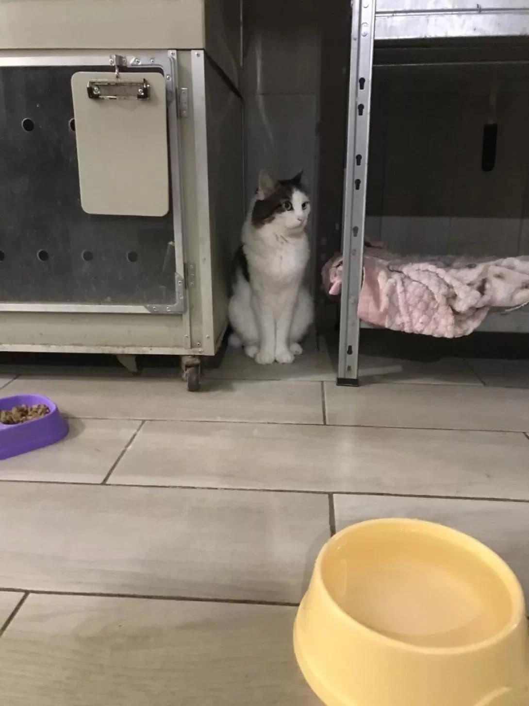 NashiKotiki (НашіКотики), Mixed Breed for adoption at Kovcheg Shelter Odesa, Odesa