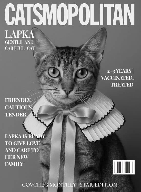 NashiKotiki (НашіКотики), Mixed Breed for adoption at Kovcheg Shelter Odesa, Odesa