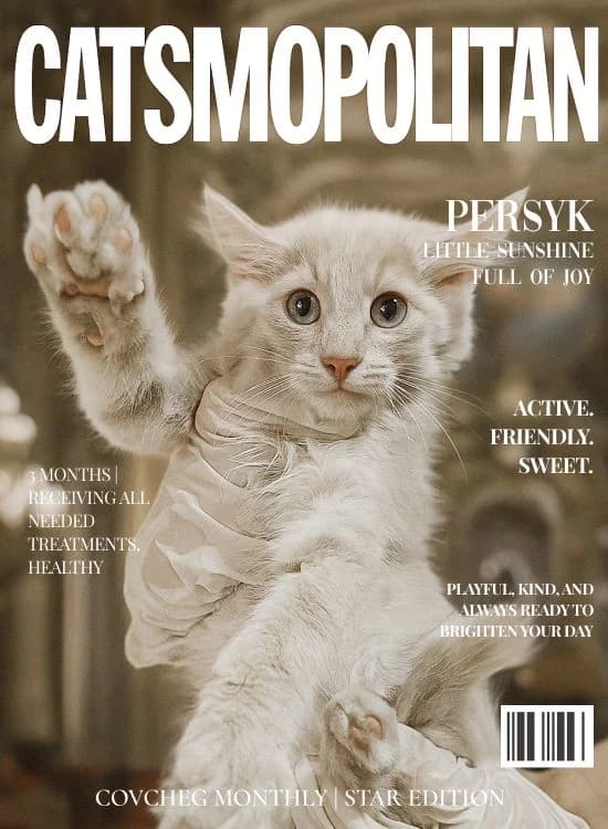 NashiKotiki (НашіКотики), Mixed Breed for adoption at Kovcheg Shelter Odesa, Odesa