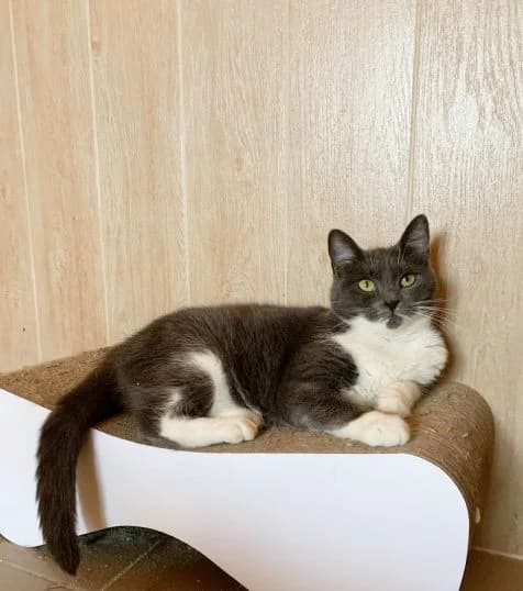 NashiKotiki (НашіКотики), Mixed Breed for adoption at Kovcheg Shelter Odesa, Odesa