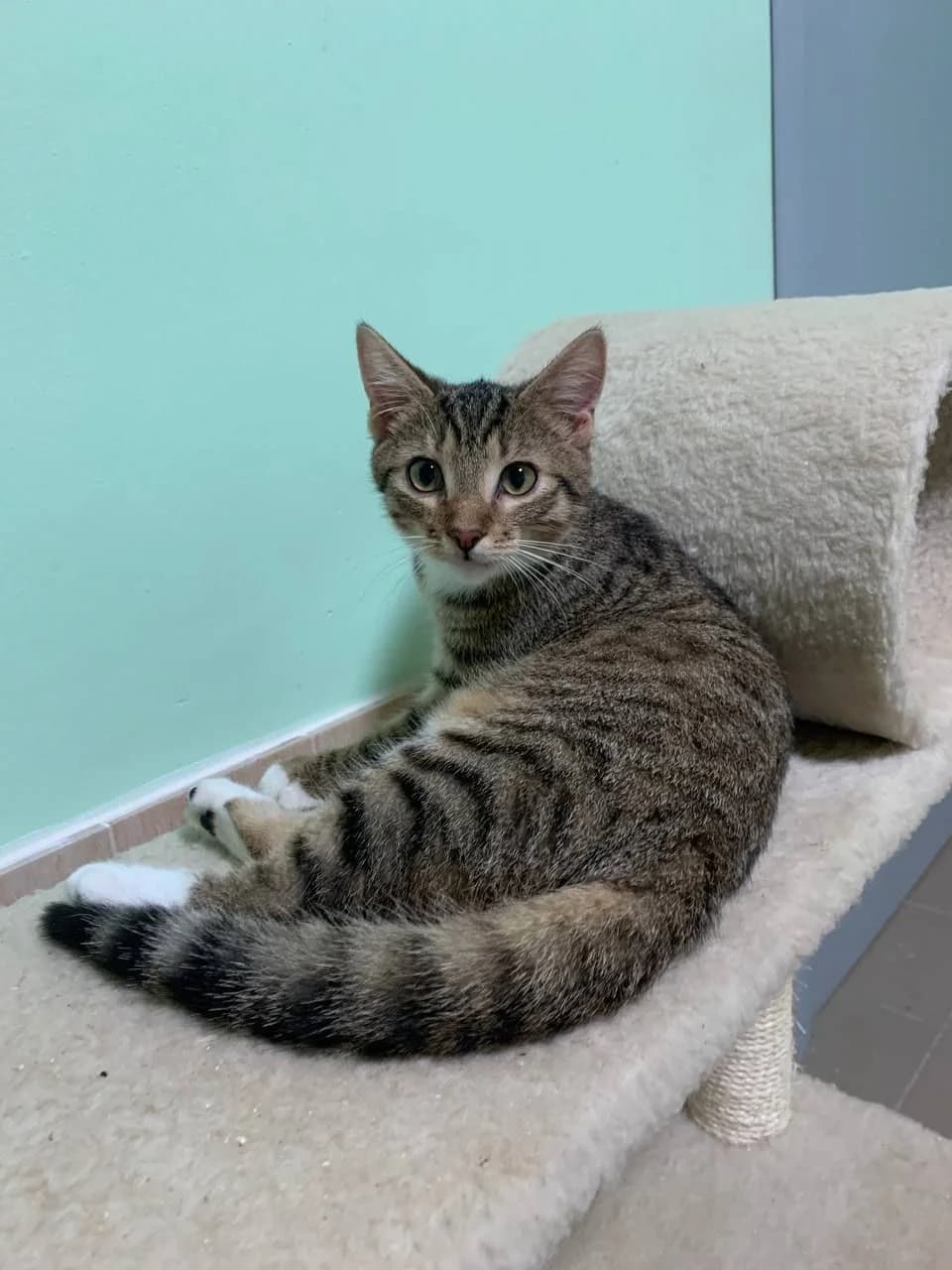 NashiKotiki (НашіКотики), Mixed Breed for adoption at Kovcheg Shelter Odesa, Odesa