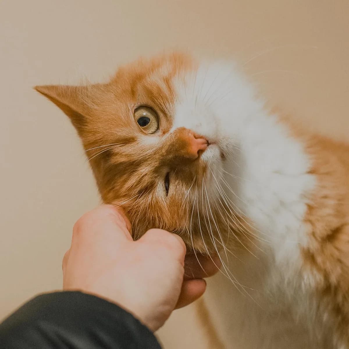 NashiKotiki (НашіКотики), Mixed Breed for adoption at Kovcheg Shelter Odesa, Odesa