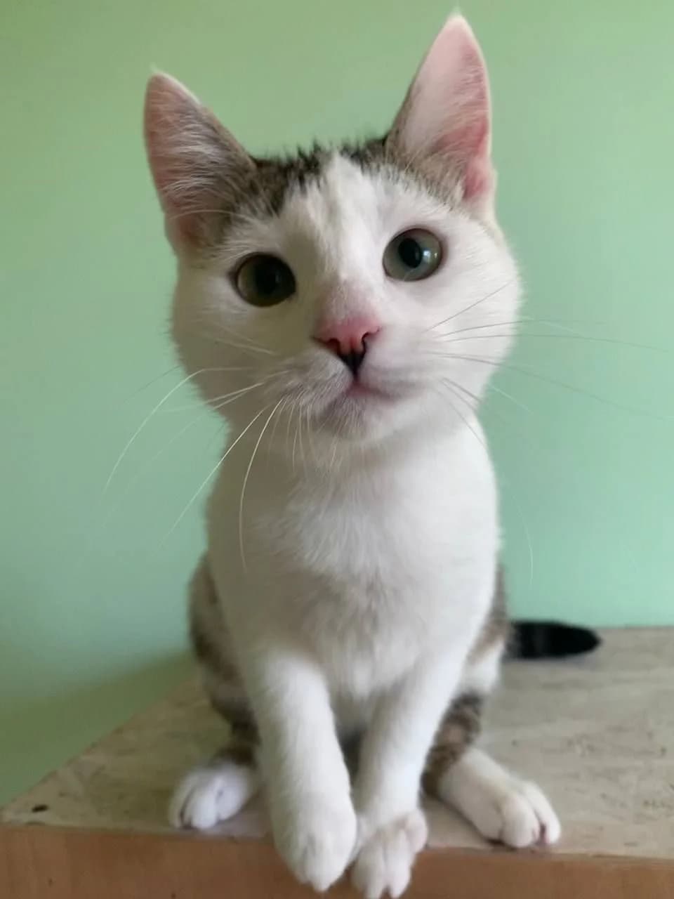 NashiKotiki (НашіКотики), Mixed Breed for adoption at Kovcheg Shelter Odesa, Odesa