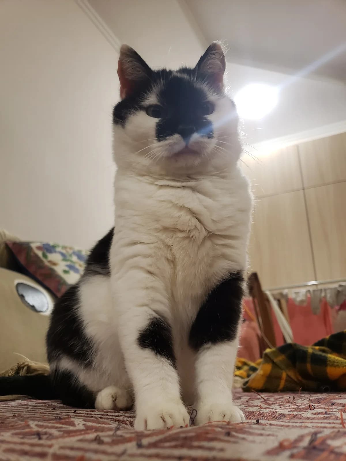 NashiKotiki (НашіКотики), Mixed Breed for adoption at Kovcheg Shelter Odesa, Odesa