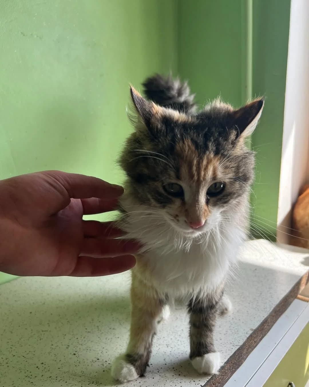 NashiKotiki (НашіКотики), Mixed Breed for adoption at Kovcheg Shelter Odesa, Odesa