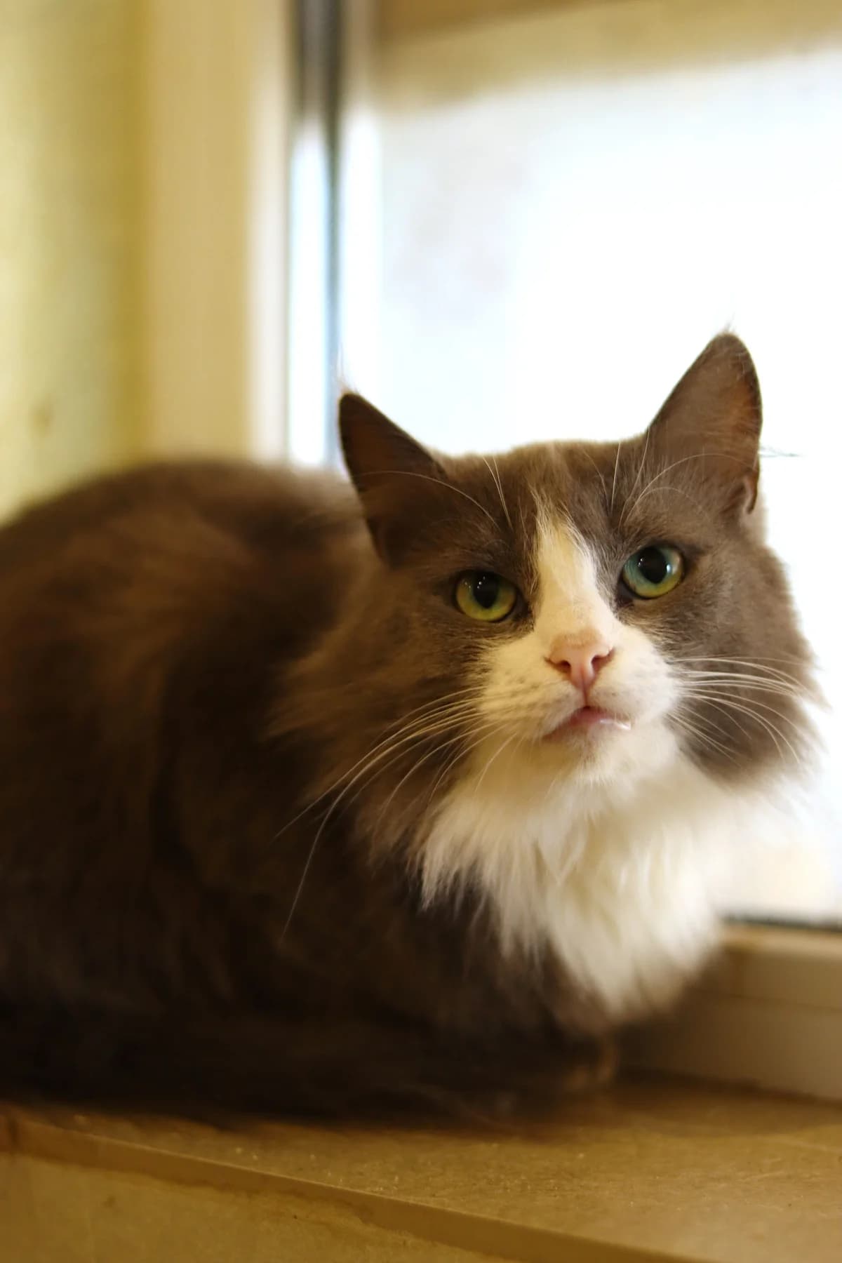 NashiKotiki (НашіКотики), Mixed Breed for adoption at Kovcheg Shelter Odesa, Odesa