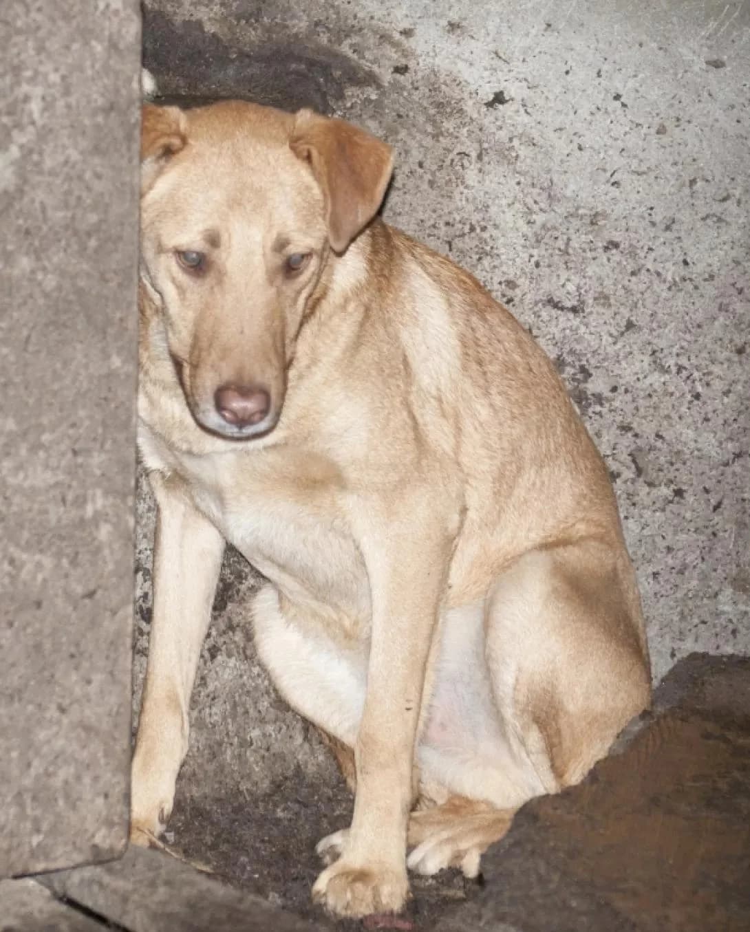 NashiPesiki (НашіПесики), senior Mixed Breed for adoption at Kovcheg Shelter Odesa, Odesa