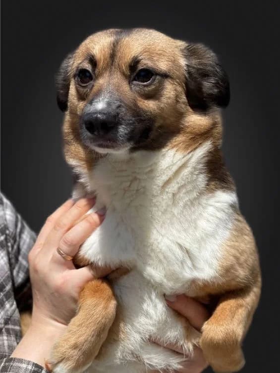 NashiPesiki (НашіПесики), 4yo Mixed Breed for adoption at Kovcheg Shelter Odesa, Odesa