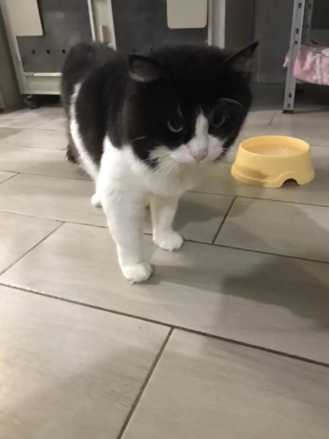 NashiKotiki (НашіКотики), Mixed Breed for adoption at Kovcheg Shelter Odesa, Odesa