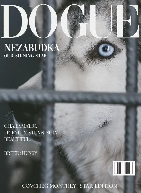 NashiPesiki (НашіПесики), Mixed Breed for adoption at Kovcheg Shelter Odesa, Odesa