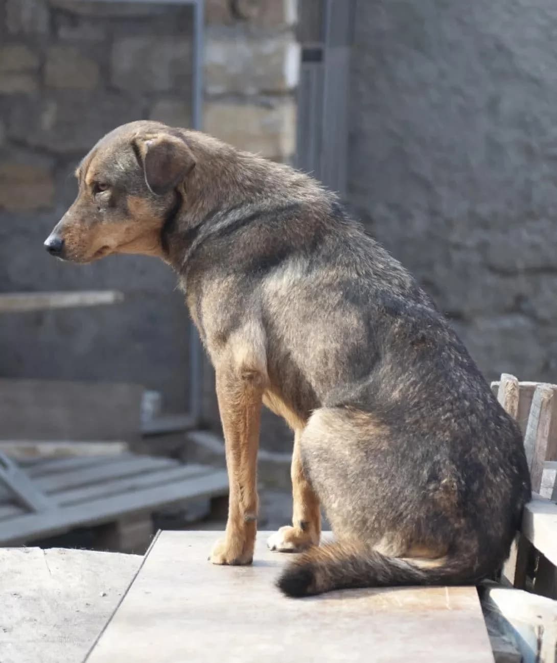 NashiPesiki (НашіПесики), Mixed Breed for adoption at Kovcheg Shelter Odesa, Odesa