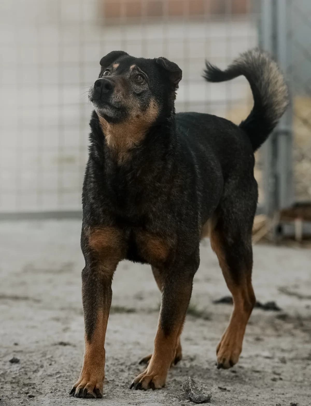 NashiPesiki (НашіПесики), young Mixed Breed for adoption at Kovcheg Shelter Odesa, Odesa