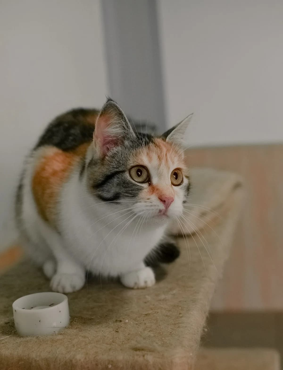 NashiKotiki (НашіКотики), Mixed Breed for adoption at Kovcheg Shelter Odesa, Odesa