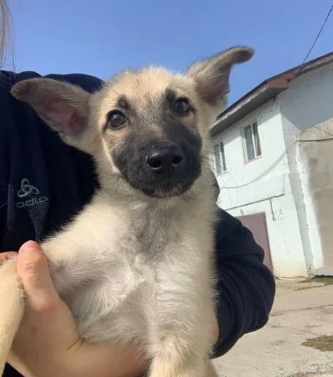 NashiPesiki (НашіПесики), Mixed Breed for adoption at Kovcheg Shelter Odesa, Odesa