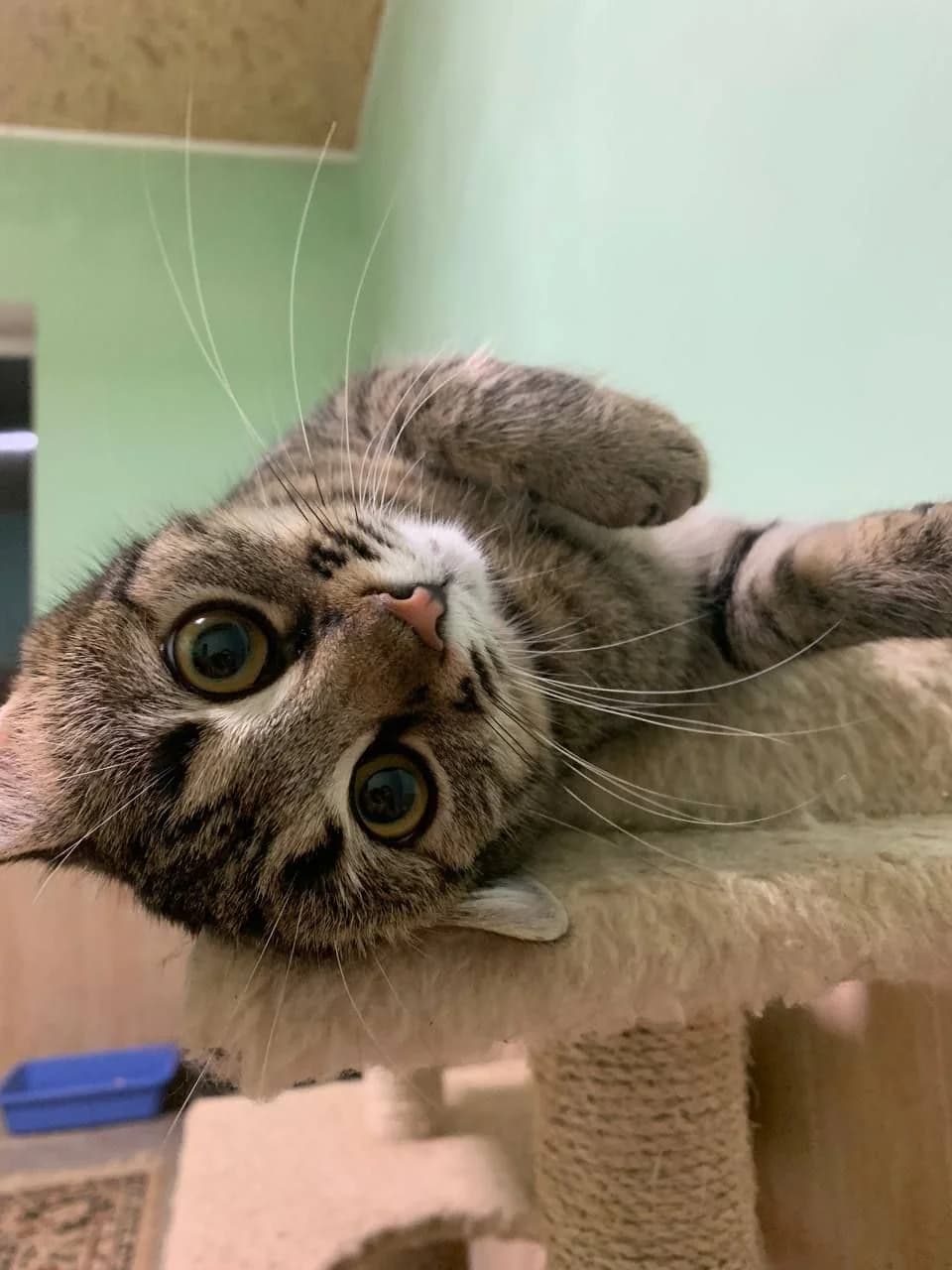 NashiKotiki (НашіКотики), Mixed Breed for adoption at Kovcheg Shelter Odesa, Odesa