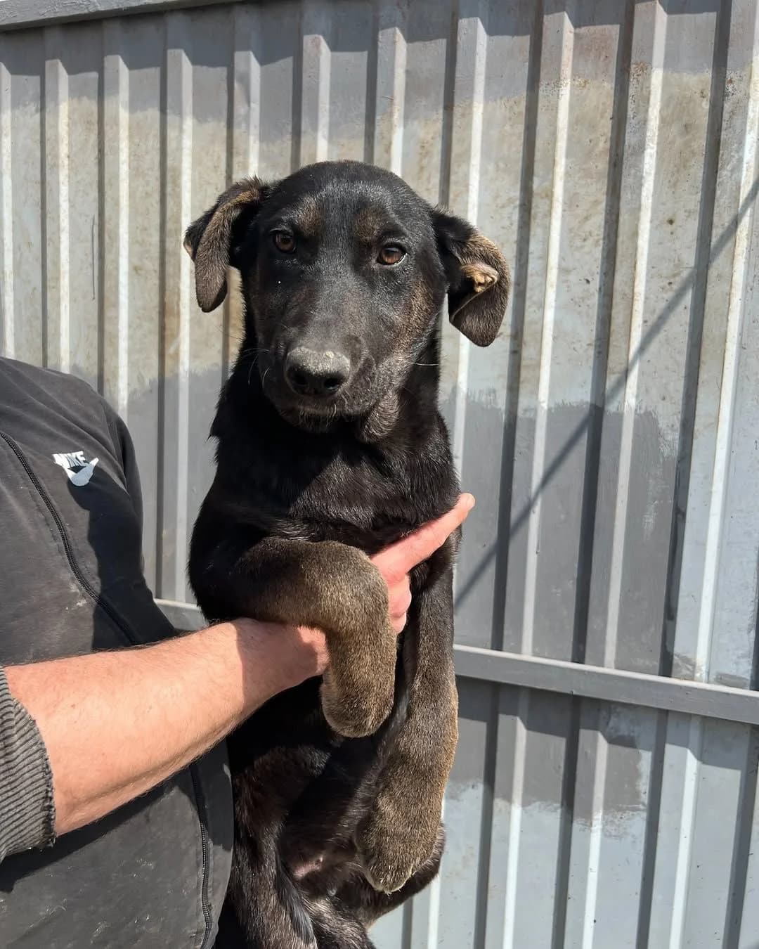 NashiPesiki (НашіПесики), Mixed Breed for adoption at Kovcheg Shelter Odesa, Odesa