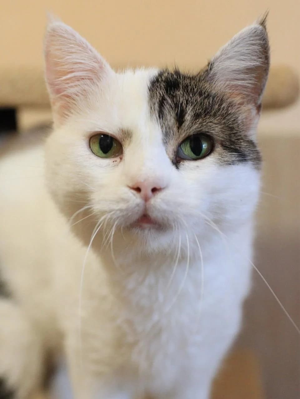 NashiKotiki (НашіКотики), Mixed Breed for adoption at Kovcheg Shelter Odesa, Odesa