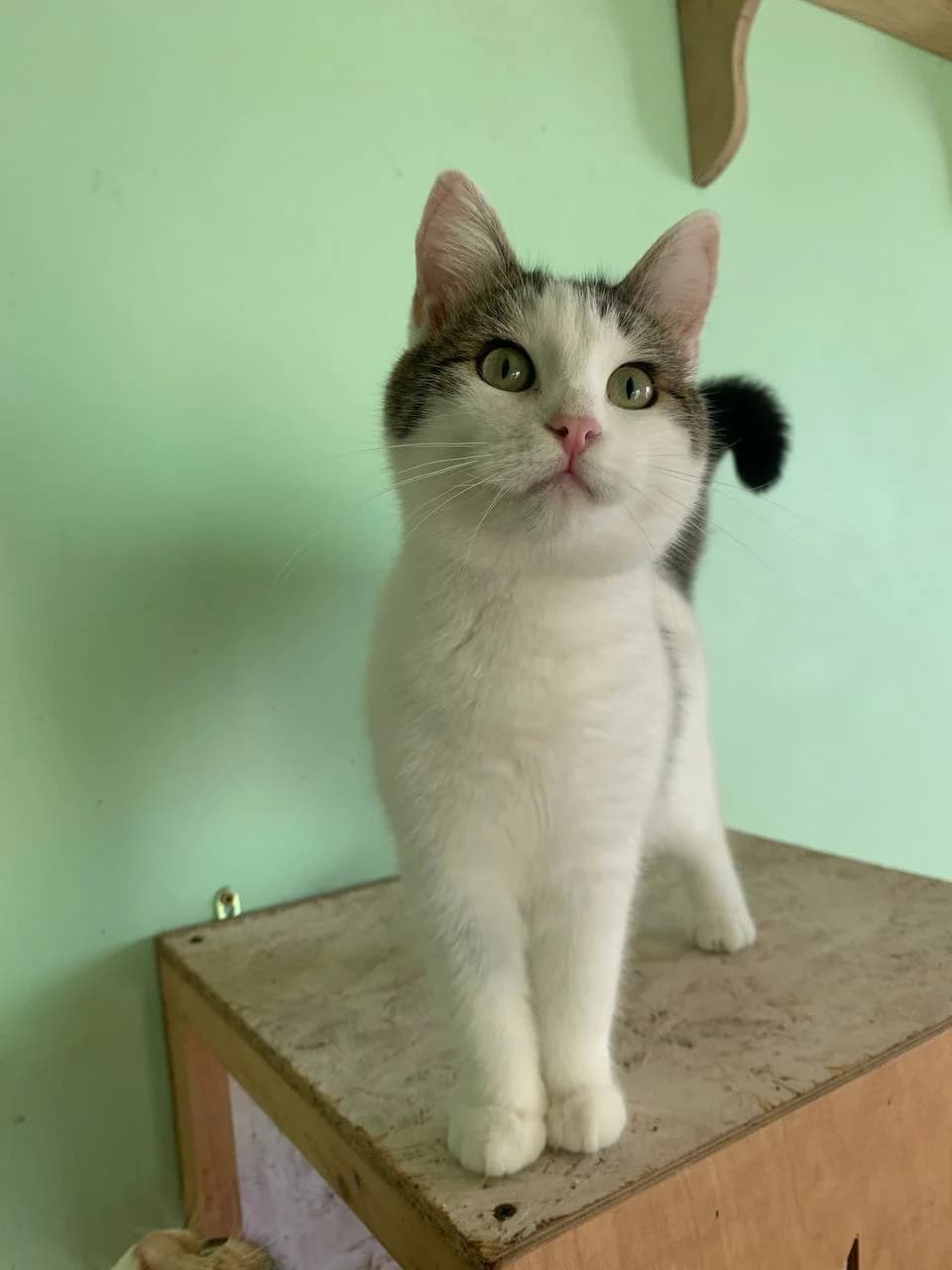 NashiKotiki (НашіКотики), Mixed Breed for adoption at Kovcheg Shelter Odesa, Odesa