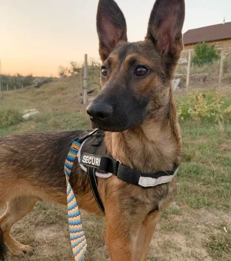 NashiPesiki (НашіПесики), Mixed Breed for adoption at Kovcheg Shelter Odesa, Odesa