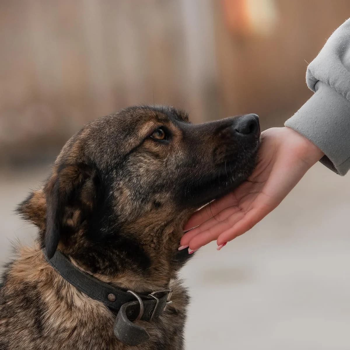 NashiPesiki (НашіПесики), Mixed Breed for adoption at Kovcheg Shelter Odesa, Odesa