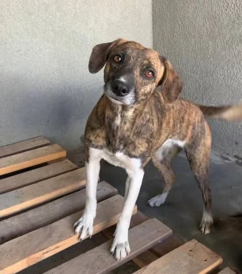 NashiPesiki (НашіПесики), Mixed Breed for adoption at Kovcheg Shelter Odesa, Odesa