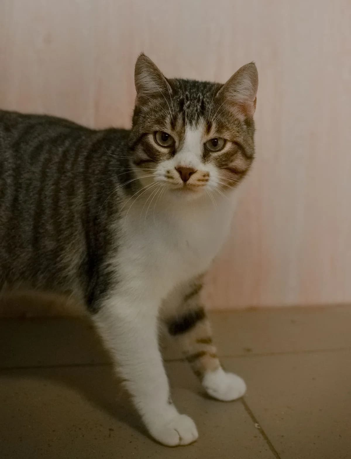 NashiKotiki (НашіКотики), Mixed Breed for adoption at Odesa