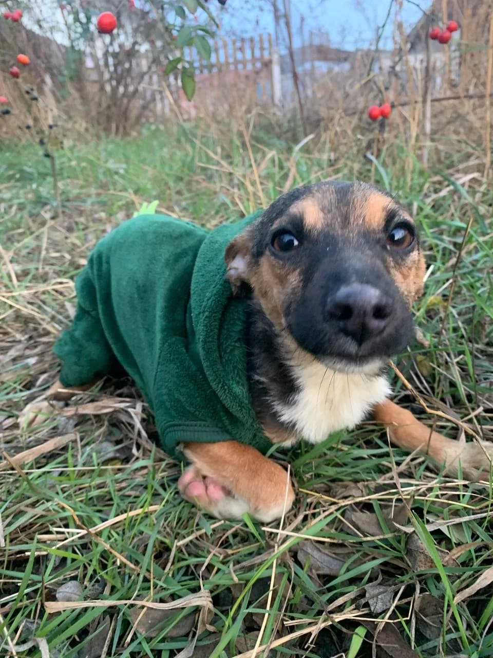NashiPesiki (НашіПесики), Mixed Breed for adoption at Kovcheg Shelter Odesa, Odesa