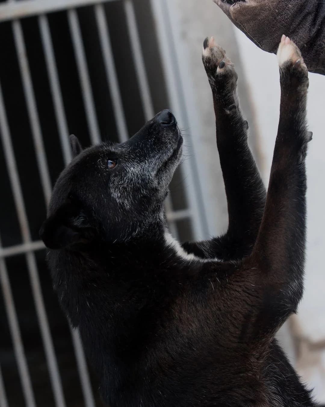 NashiPesiki (НашіПесики), Mixed Breed for adoption at Kovcheg Shelter Odesa, Odesa