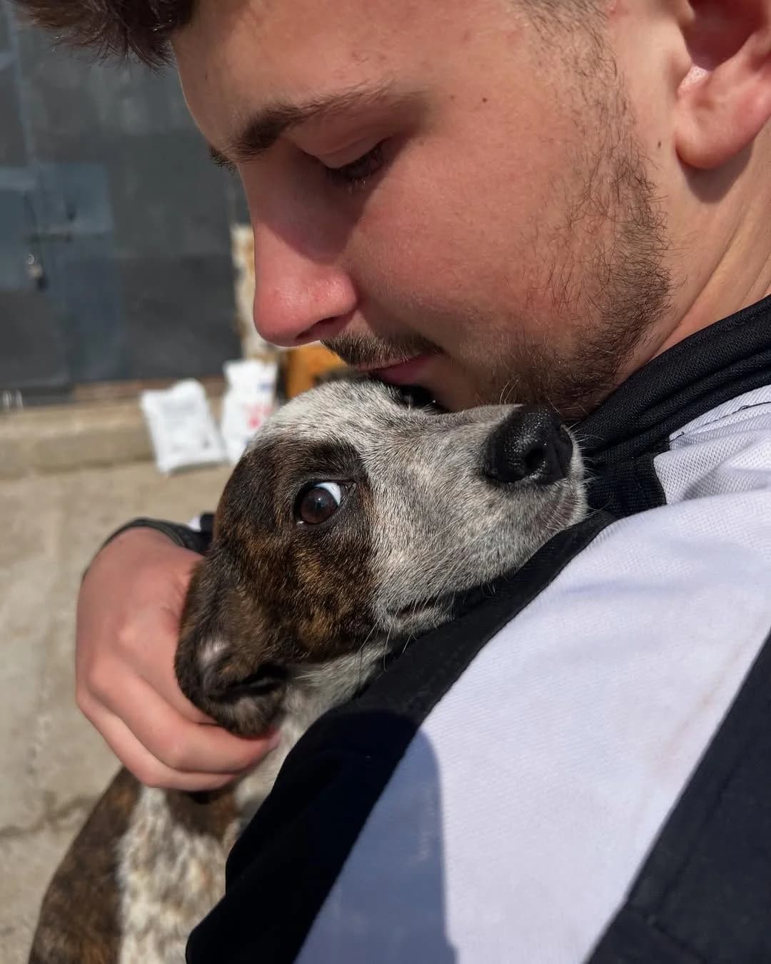 NashiPesiki (НашіПесики), Mixed Breed for adoption at Kovcheg Shelter Odesa, Odesa