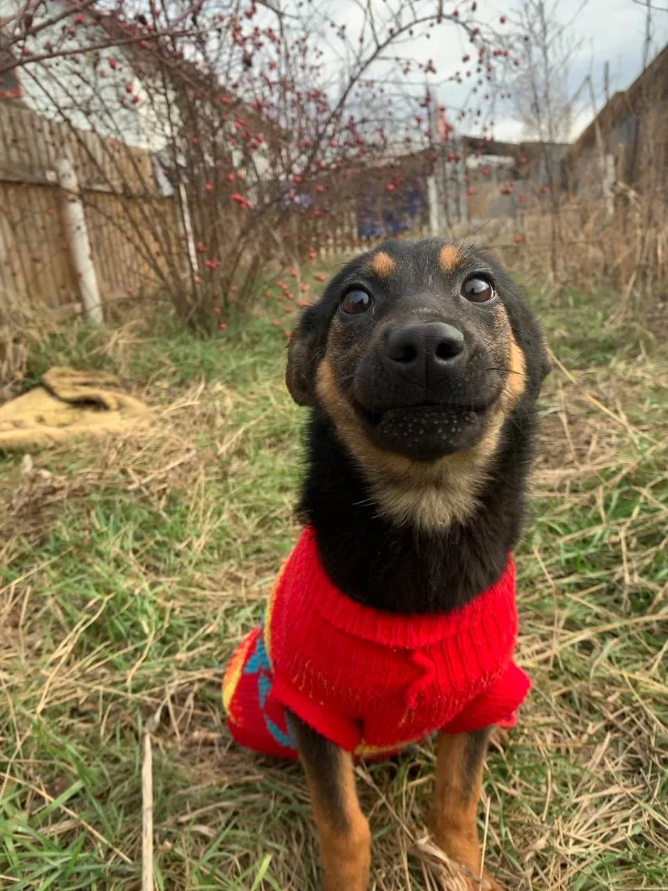 NashiPesiki (НашіПесики), Mixed Breed for adoption at Kovcheg Shelter Odesa, Odesa