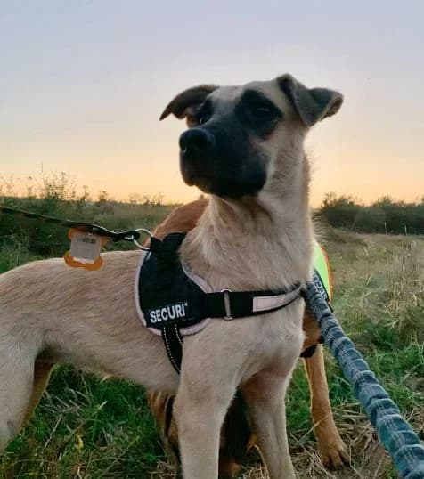 NashiPesiki (НашіПесики), Mixed Breed for adoption at Kovcheg Shelter Odesa, Odesa
