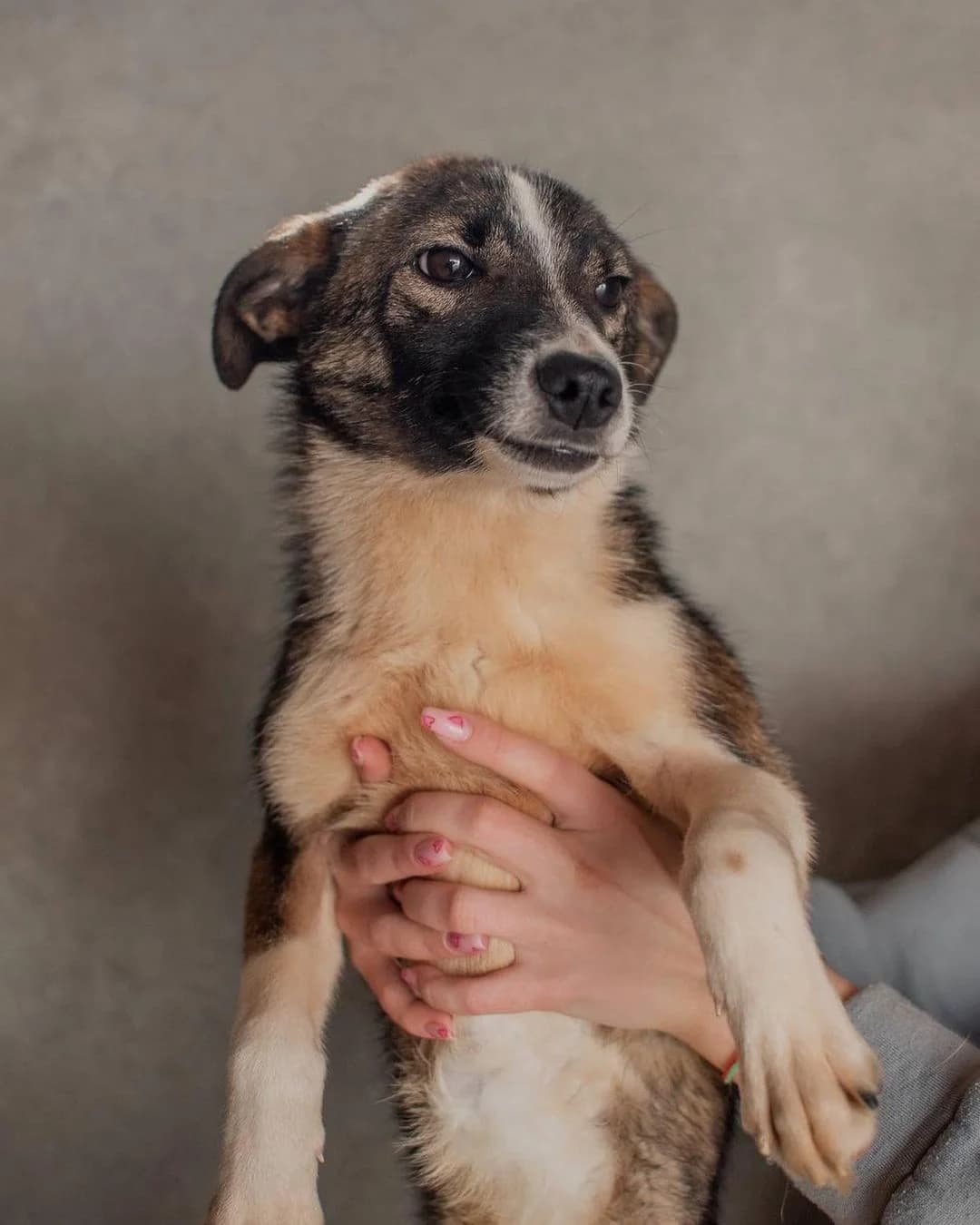 NashiPesiki (НашіПесики), Mixed Breed for adoption at Kovcheg Shelter Odesa, Odesa