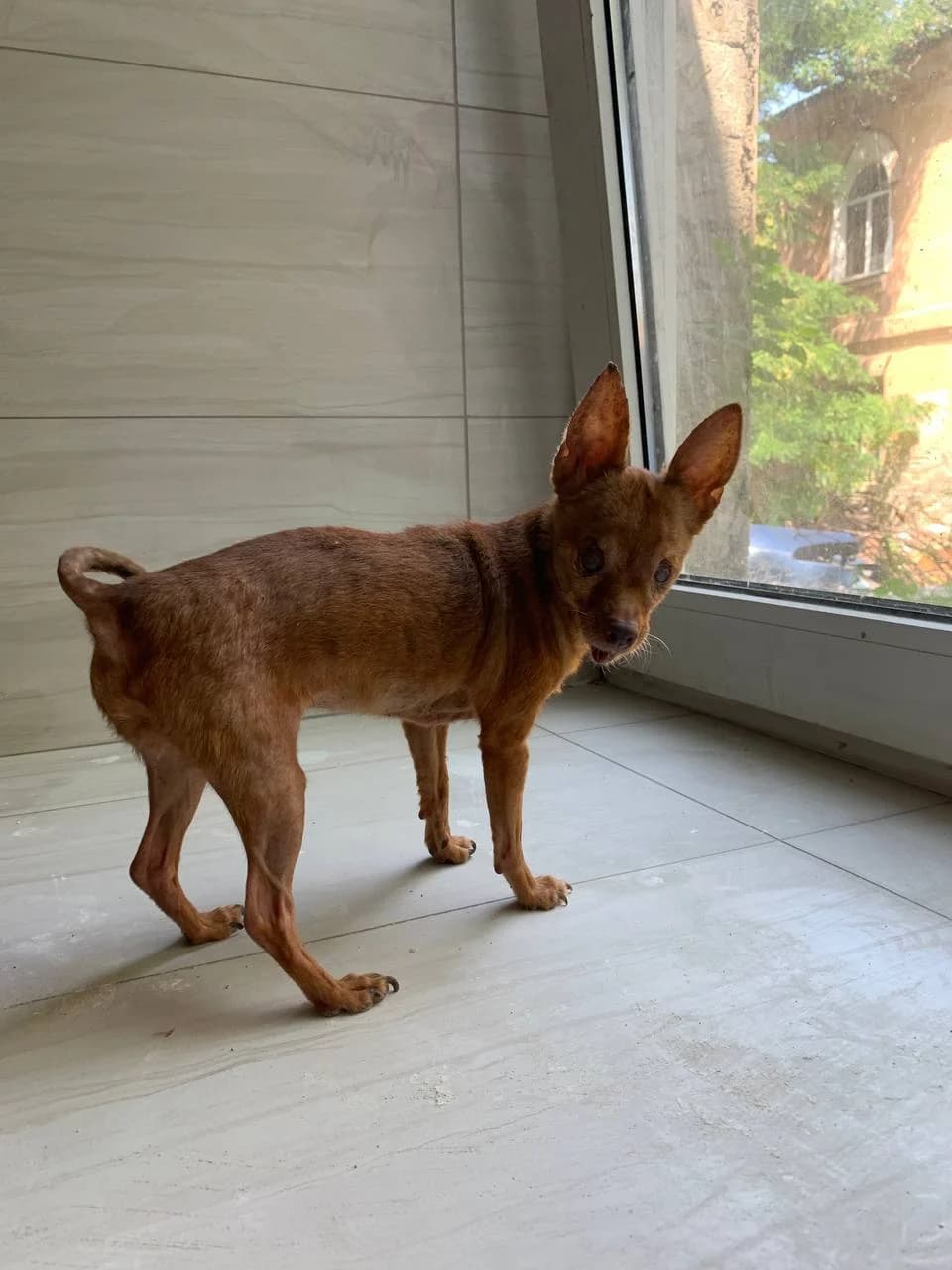 NashiPesiki (НашіПесики), 7yo Mixed Breed for adoption at Kovcheg Shelter Odesa, Odesa