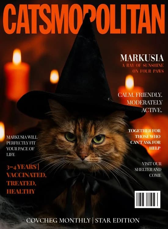 NashiKotiki (НашіКотики), Mixed Breed for adoption at Kovcheg Shelter Odesa, Odesa