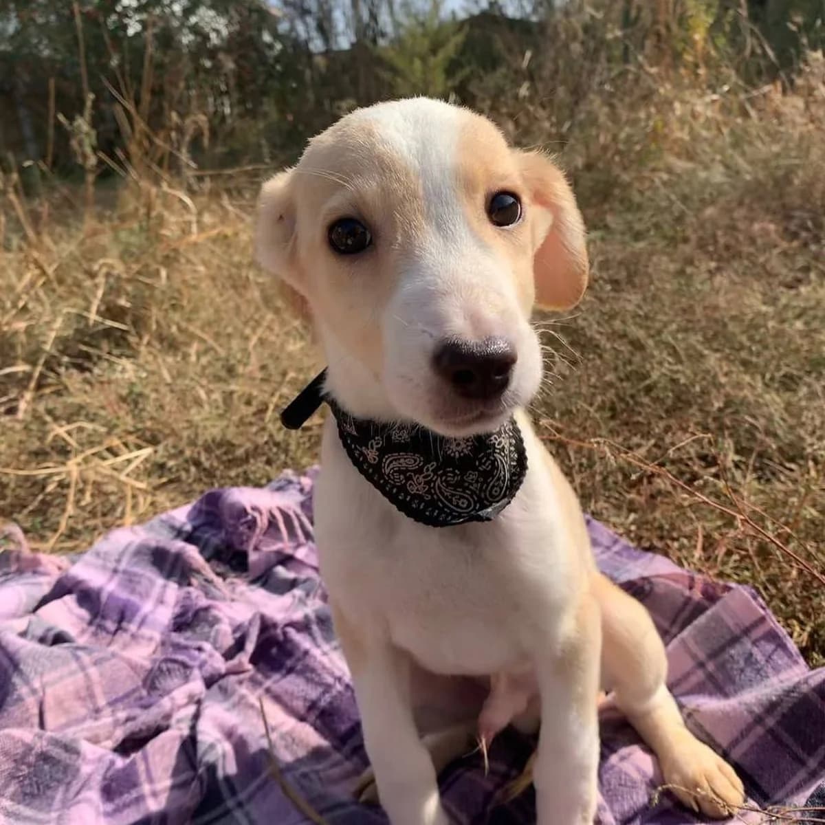 NashiPesiki (НашіПесики), Mixed Breed for adoption at Kovcheg Shelter Odesa, Odesa