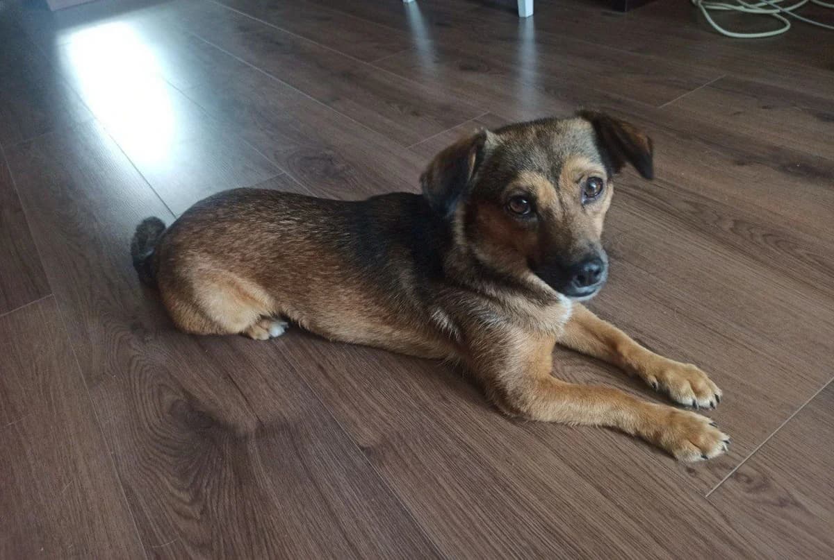 NashiPesiki (НашіПесики), Mixed Breed for adoption at Kovcheg Shelter Odesa, Odesa